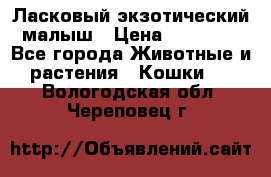 Ласковый экзотический малыш › Цена ­ 25 000 - Все города Животные и растения » Кошки   . Вологодская обл.,Череповец г.